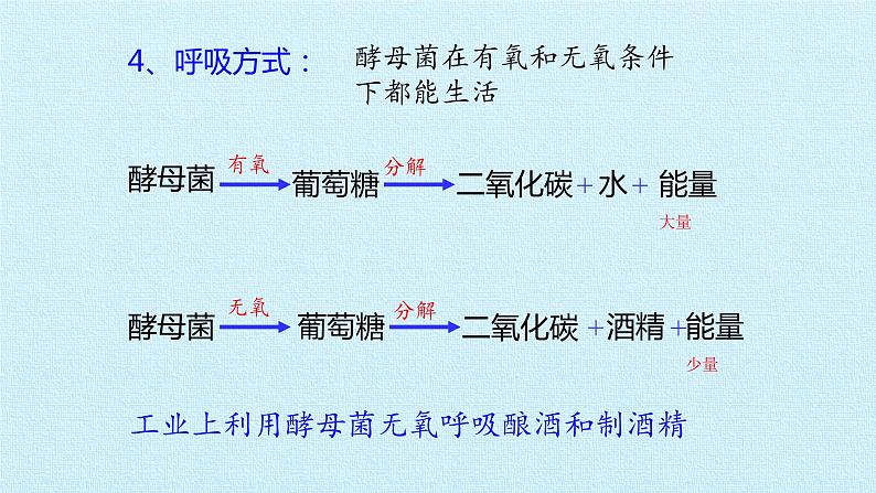 冀教版八年级上册 生物 课件 第五单元第二章 真菌 复习课件07