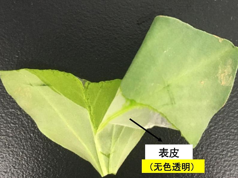 冀教版八年级上册 生物 课件 3.3.3 光合作用的场所第3页