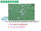冀教版八年级上册 生物 课件 3.3.3 光合作用的场所