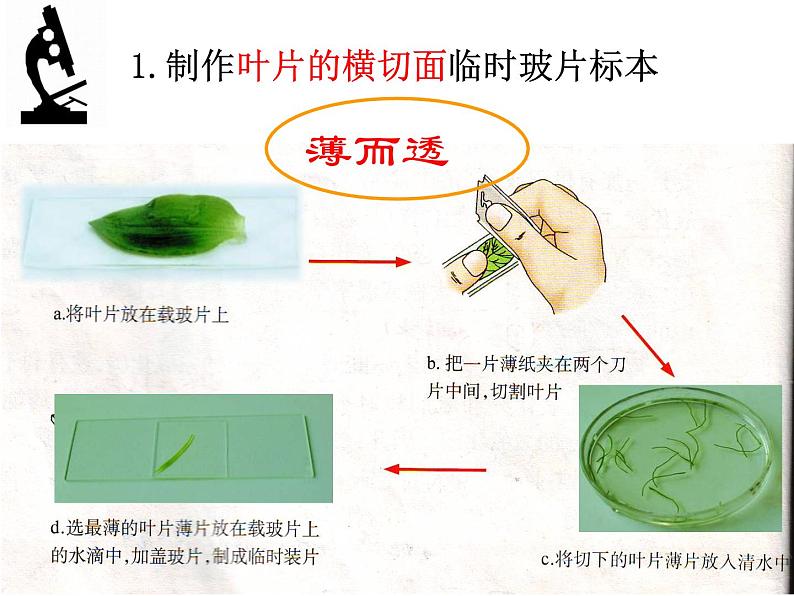 冀教版八年级上册 生物 课件 3.3.3 光合作用的场所第5页