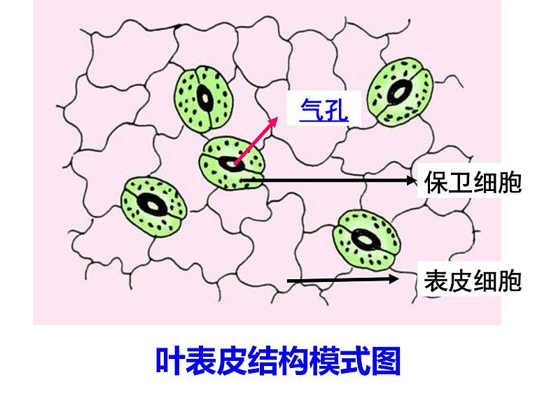 冀教版八年级上册 生物 课件 3.3.3 光合作用的场所第7页