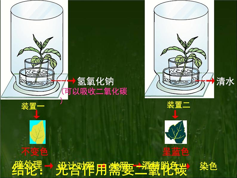 冀教版八年级上册 生物 课件 3.3.2 光合作用的原料05