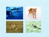 冀教版八年级上册 生物 课件 第四单元第一章 动物的运动 复习课件