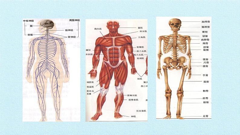 冀教版八年级上册 生物 课件 第四单元第一章 动物的运动 复习课件第5页