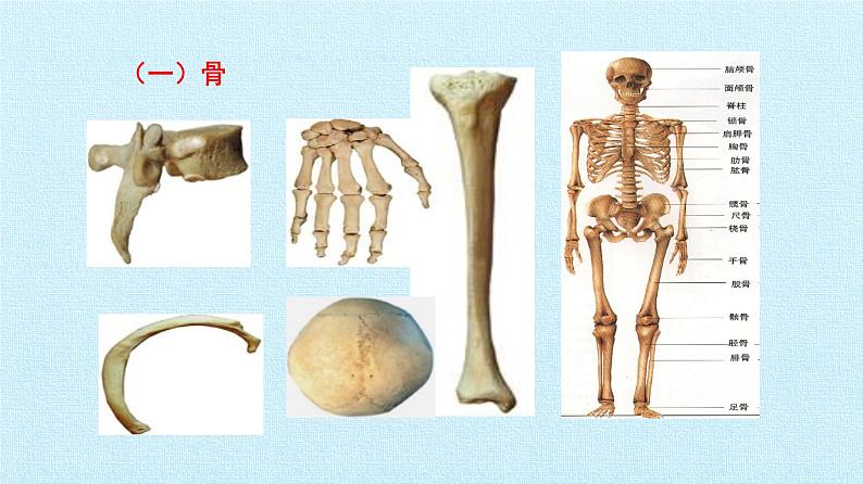 冀教版八年级上册 生物 课件 第四单元第一章 动物的运动 复习课件第7页