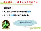 冀教版八年级上册 生物 课件 3.3.1 光合作用的产物