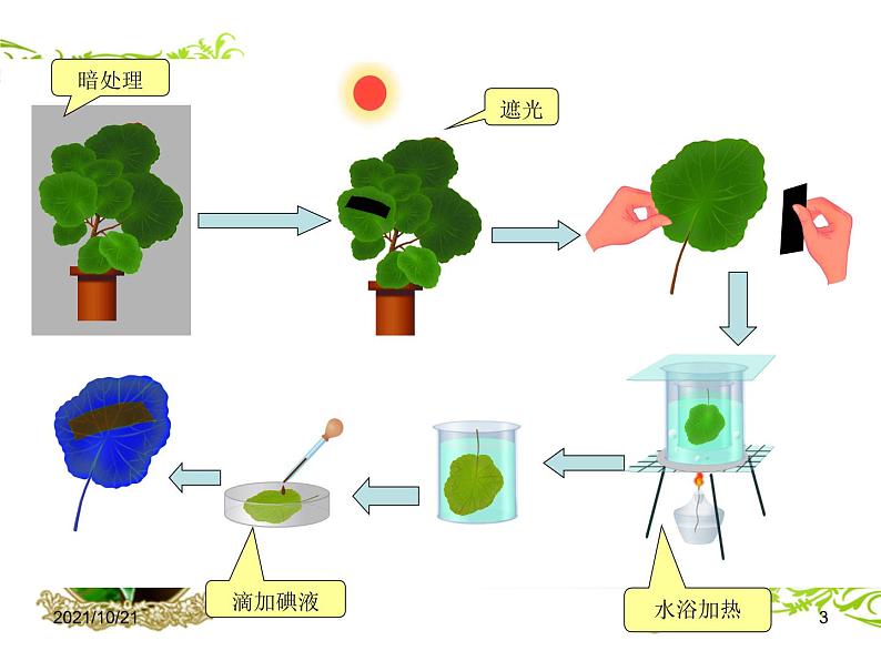 冀教版八年级上册 生物 课件 3.3.1 光合作用的产物03