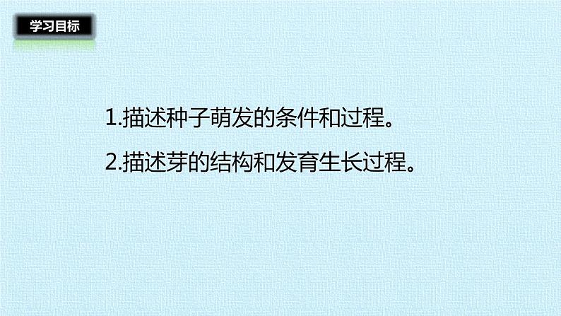 冀教版八年级上册 生物 课件 第三单元第一章 种子的萌发和芽的发育 复习课件02