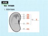 冀教版八年级上册 生物 课件 第三单元第一章 种子的萌发和芽的发育 复习课件