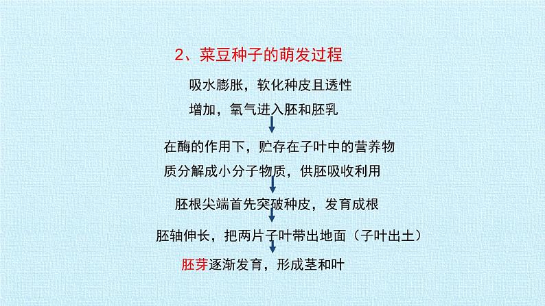 冀教版八年级上册 生物 课件 第三单元第一章 种子的萌发和芽的发育 复习课件04