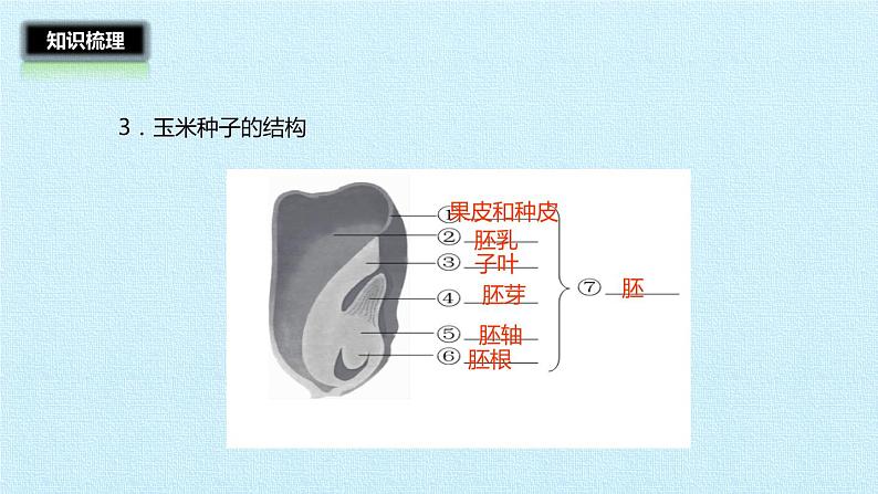 冀教版八年级上册 生物 课件 第三单元第一章 种子的萌发和芽的发育 复习课件05