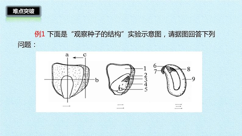 冀教版八年级上册 生物 课件 第三单元第一章 种子的萌发和芽的发育 复习课件07