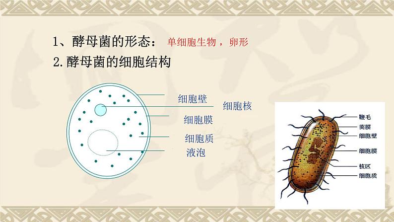 冀教版八年级上册 生物 课件 5.2.1 酵母菌和霉菌06