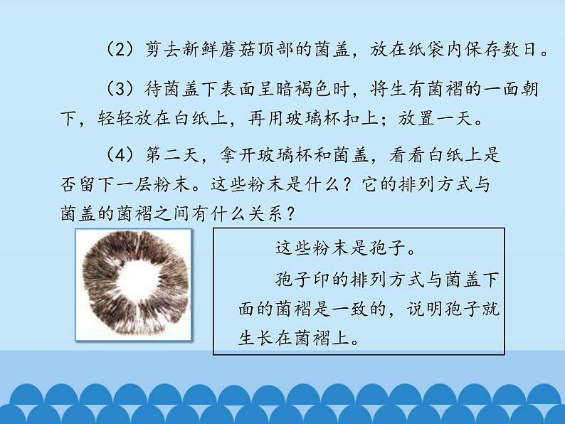 冀教版八年级上册 生物 课件 5.2.2 食用真菌05