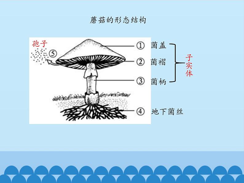 冀教版八年级上册 生物 课件 5.2.2 食用真菌06