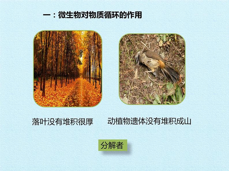 冀教版八年级上册 生物 课件 第五单元第四章 微生物在生物圈中的作用 复习课件06