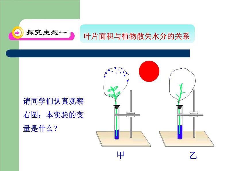 冀教版八年级上册 生物 课件 3.4.2 蒸腾作用05