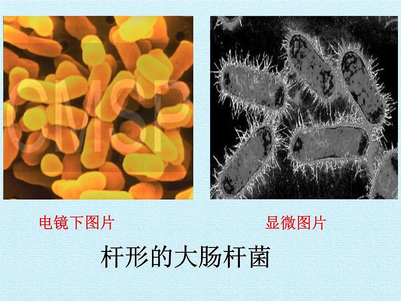 冀教版八年级上册 生物 课件 第五单元第一章 细菌和病毒 复习课件08