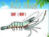 冀教版七年级上册 生物 课件 1.4.5 节肢动物