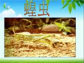 冀教版七年级上册 生物 课件 1.4.5 节肢动物