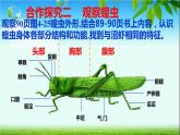 冀教版七年级上册 生物 课件 1.4.5 节肢动物