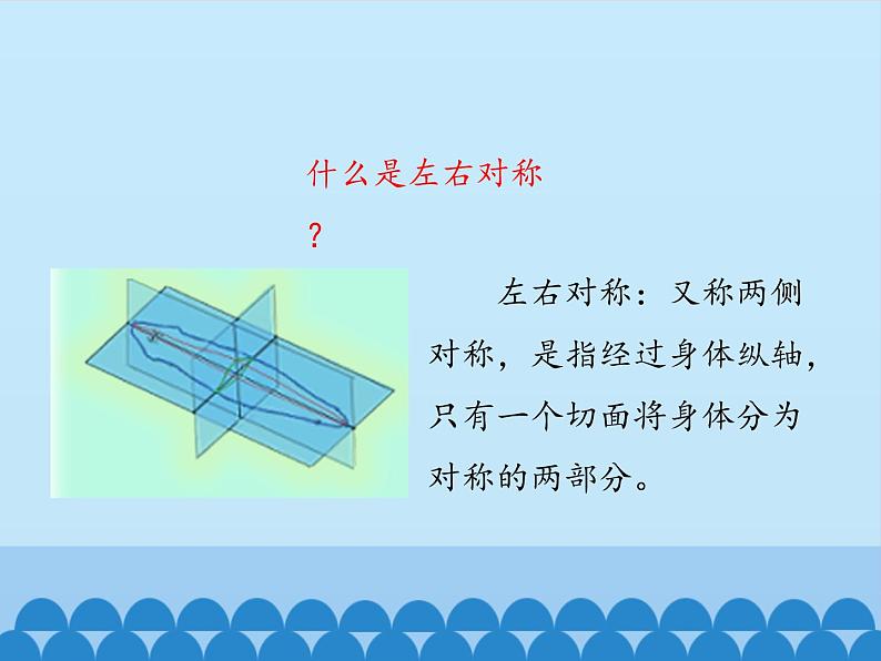 冀教版七年级上册 生物 课件 1.4.2腔肠动物和扁形动物-第二课时08