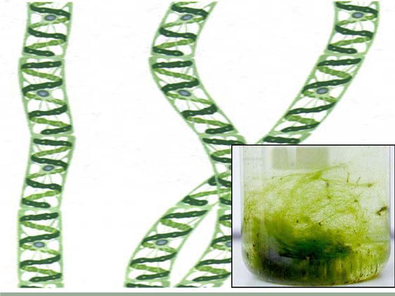 冀教版七年级上册 生物 课件 1.3.3 藻类植物第6页