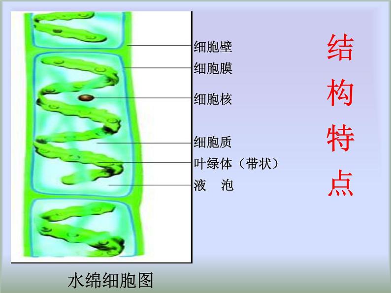 冀教版七年级上册 生物 课件 1.3.3 藻类植物第7页