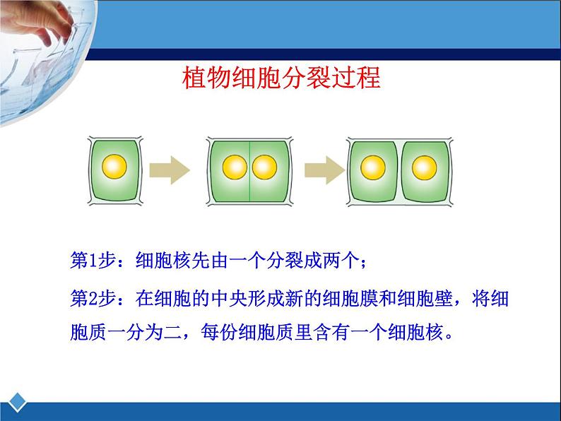 冀教版七年级上册 生物 课件 1.2.2 细胞分化形成组织第3页