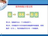 冀教版七年级上册 生物 课件 1.2.2 细胞分化形成组织