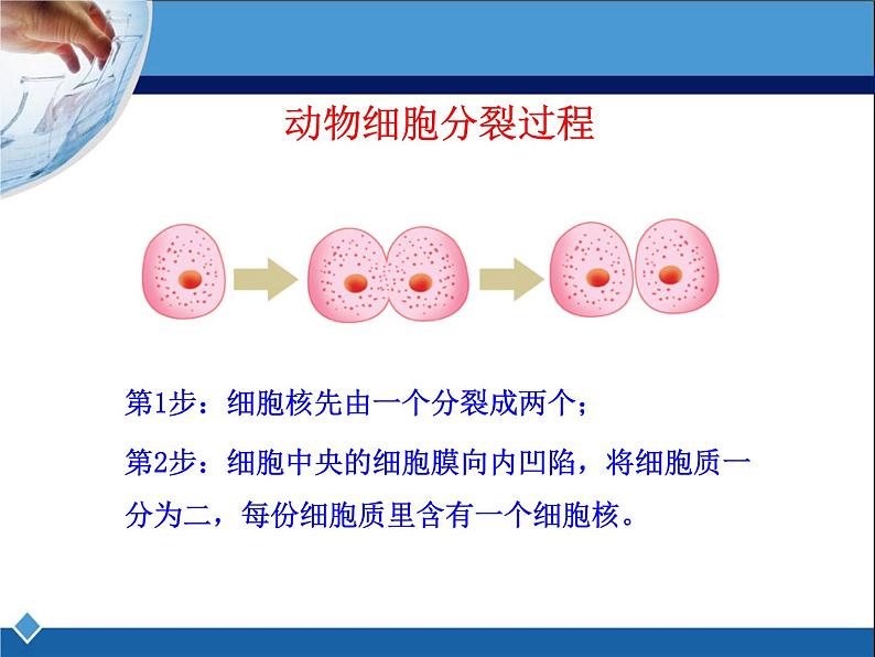 冀教版七年级上册 生物 课件 1.2.2 细胞分化形成组织第4页