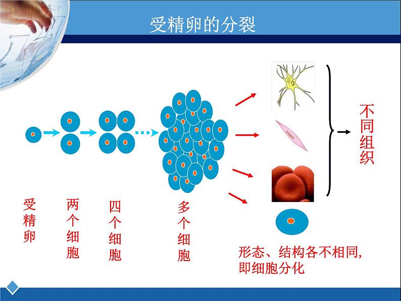 冀教版七年级上册 生物 课件 1.2.2 细胞分化形成组织第6页