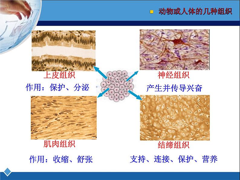 冀教版七年级上册 生物 课件 1.2.2 细胞分化形成组织第8页