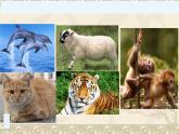 冀教版七年级上册 生物 课件 1.4.4 软体动物