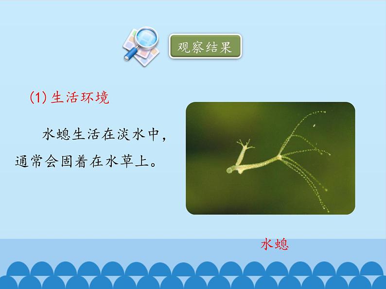 冀教版七年级上册 生物 课件 1.4.2腔肠动物和扁形动物-第一课时06