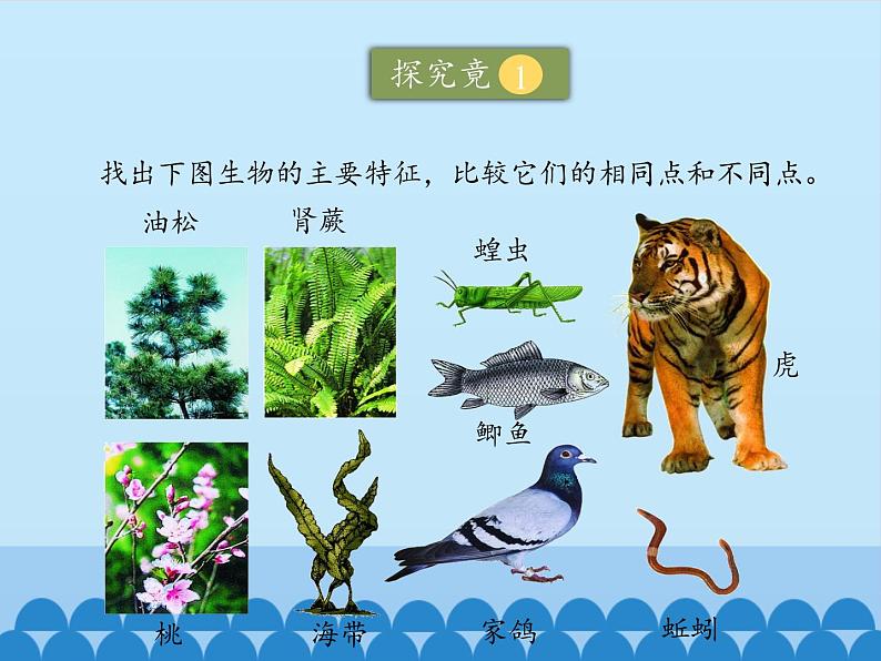 冀教版七年级上册 生物 课件 1.5.1 尝试对生物进行分类第7页