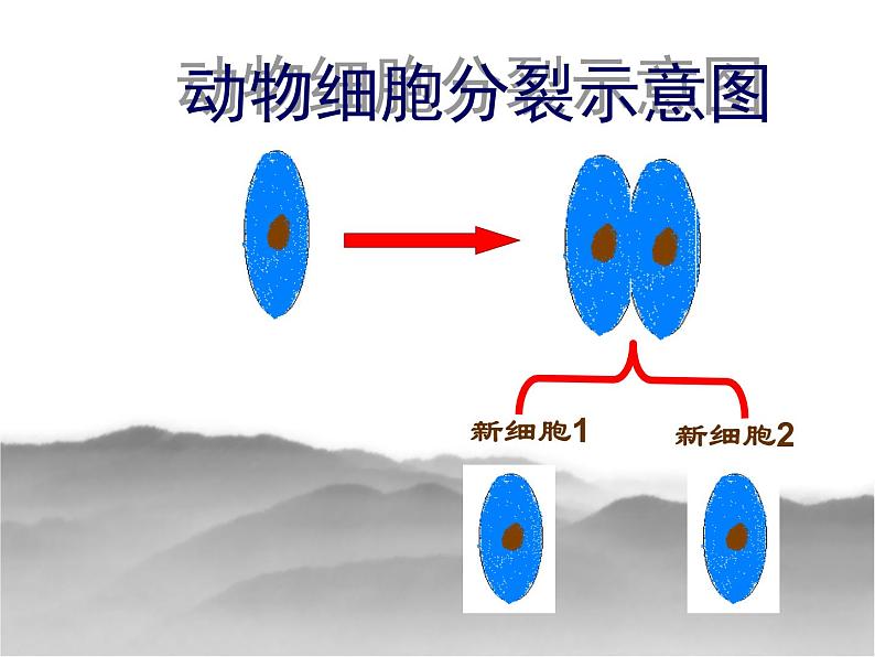 细胞的分裂与生长PPT课件免费下载05