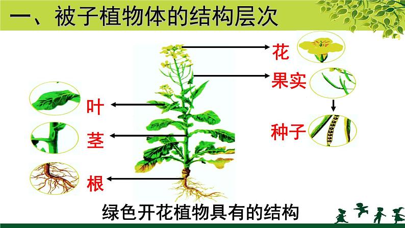 冀教版七年级上册 生物 课件 1.2.3《多细胞生物体》03