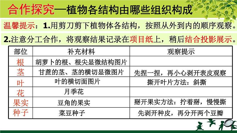 冀教版七年级上册 生物 课件 1.2.3《多细胞生物体》05