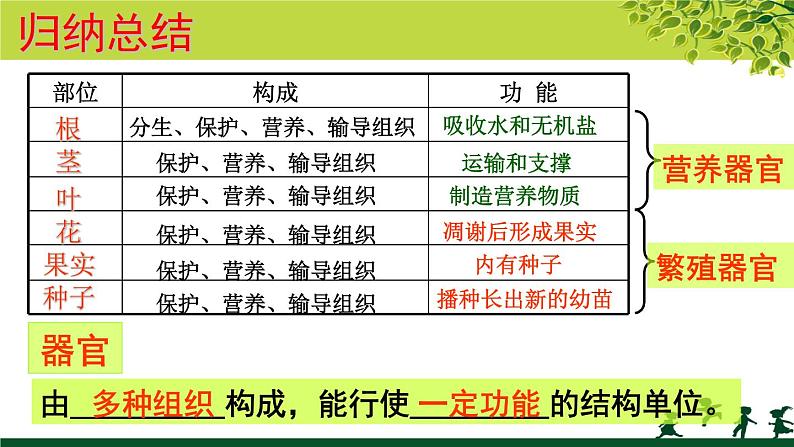 冀教版七年级上册 生物 课件 1.2.3《多细胞生物体》07