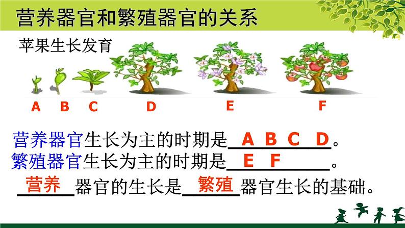 冀教版七年级上册 生物 课件 1.2.3《多细胞生物体》08