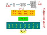 _ 2.2.3 植物体的结构层次课件2021--2022学年人教版生物七年级上册