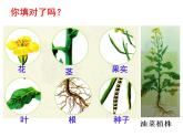 _ 2.2.3 植物体的结构层次课件2021--2022学年人教版生物七年级上册