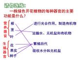 _ 2.2.3 植物体的结构层次课件2021--2022学年人教版生物七年级上册