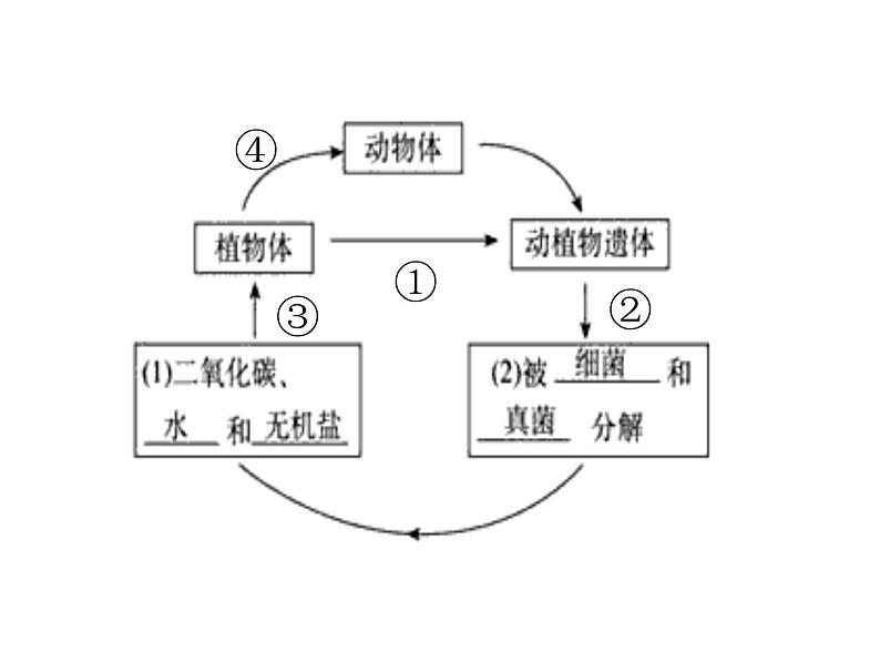 5.4.4 细菌和真菌在自然界中的作用  课件  2021-2022学年人教版八年级生物上册第7页