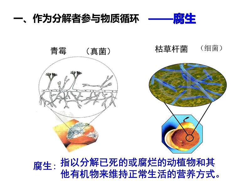 5.4.4 细菌和真菌在自然界中的作用  课件  2021-2022学年人教版八年级生物上册第8页