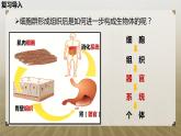 第二节 生物体的器官、系统课件PPT