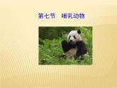 5.1.7哺乳动物 课件2021--2022学年人教版生物八年级上册