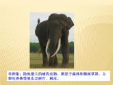 5.1.7哺乳动物 课件2021--2022学年人教版生物八年级上册