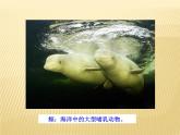 5.1.7哺乳动物 课件2021--2022学年人教版生物八年级上册